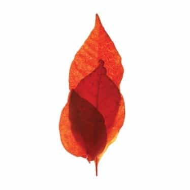Flametree Wines logo