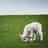 Lamb Agency logo