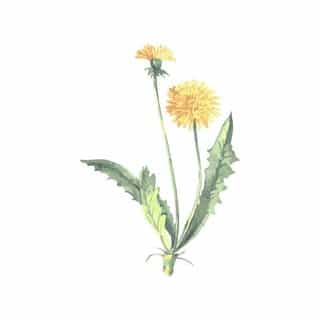 ginger + dandelion logo