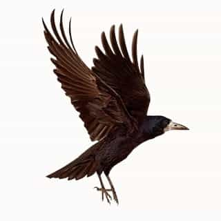 Raven Sounds logo