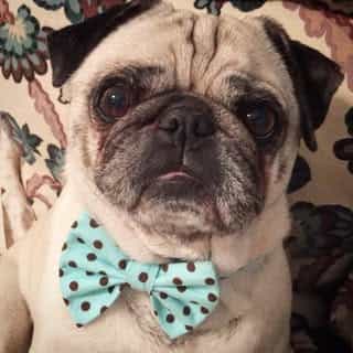 Pug & Poppy Studio logo