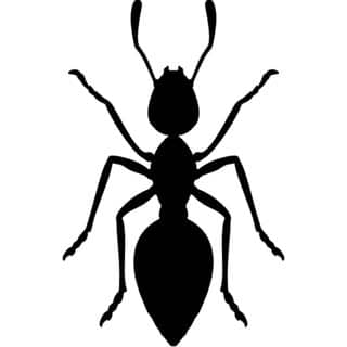 ANT SHACK - Formicarium & Ant Farm Shop logo