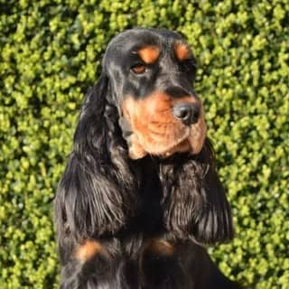 Le Royaume de Lecki logo