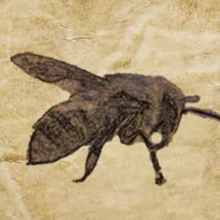 Bee-Haven Honey Farm, Inc logo