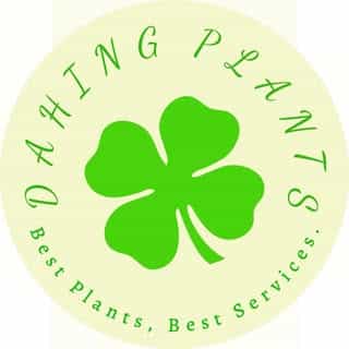 Dahing Plants logo