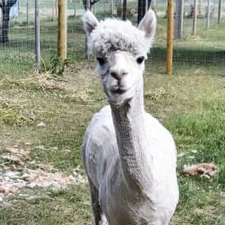 Gorgeous Alpacas logo
