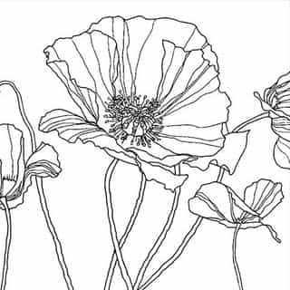 Scarlett Poppies logo
