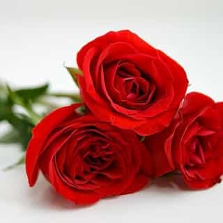 Flowers Jo logo