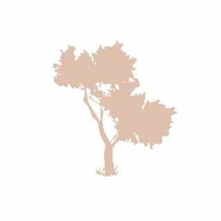 Silk Oil of Morocco logo
