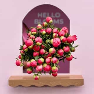 Hello Blooms logo