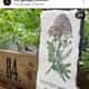 Organic Plant Nursery logo