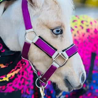 Star Point Horsemanship logo