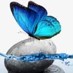 Butterfly Express Quality Essential Oils logo