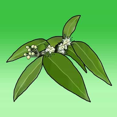 Lemon Myrtle Products logo