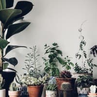 Planter&Co logo