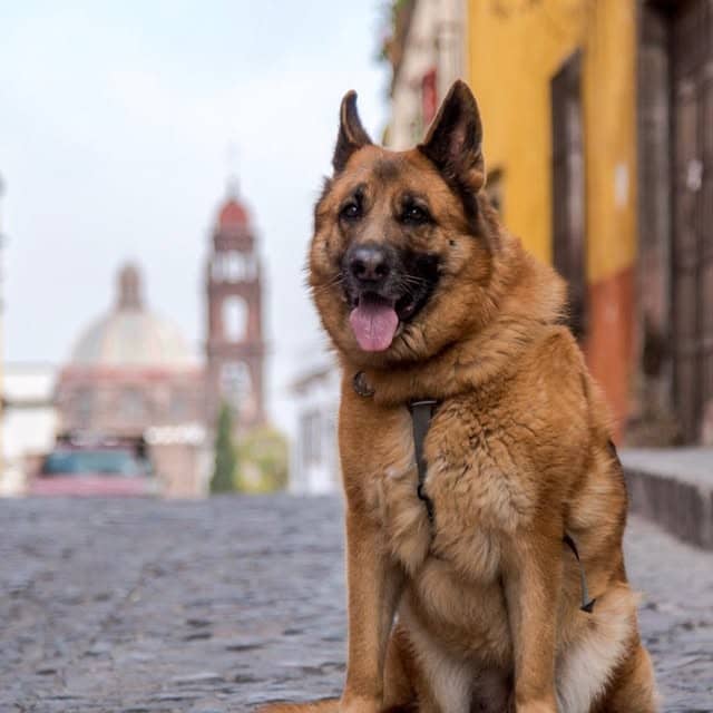 La Tienda de Frida & Chelsee logo