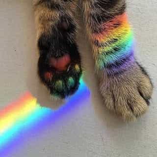Pawslovestore logo