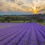 Castle Farm Shop logo