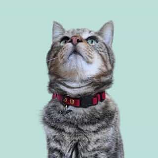 Miya Cats logo