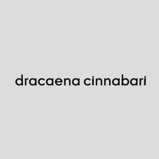 DRACAENA CINNABARI logo