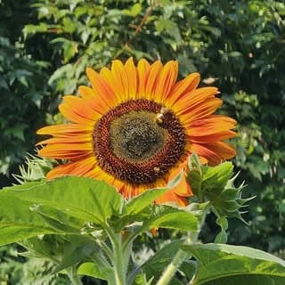 Whispering Woodland Homestead logo