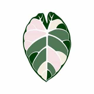 Monjungle logo