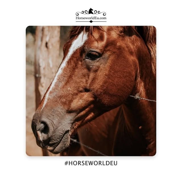 HorseworldEU logo