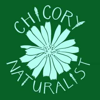 Chicory Naturalist logo