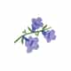 Jacaranda Living logo