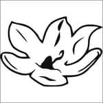 Magnolia the Florist logo