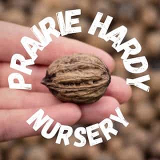 Prairie Hardy Nursery logo