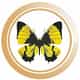 COLLE BLISS BEAUTY logo