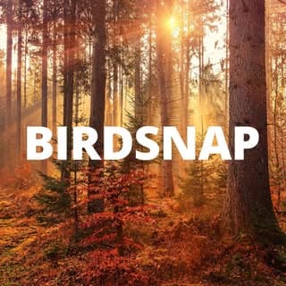 BirdSnap logo