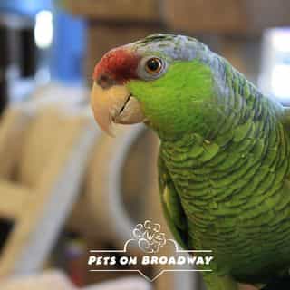 Pets on Broadway logo