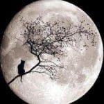 Full Moon logo
