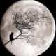 Full Moon logo
