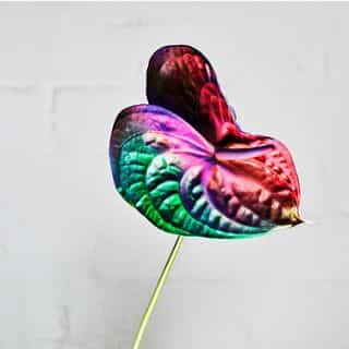 Hermetica Flowers logo