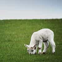 Lamb Agency